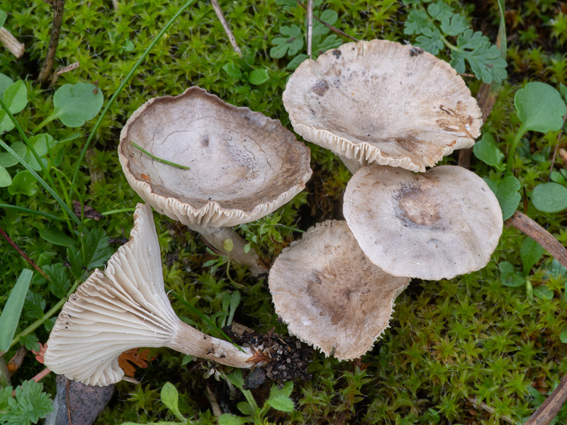 Clitocybe collina